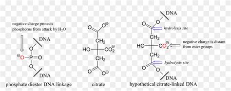 Image126 - Dna Ester Bond, HD Png Download - 1704x600(#1015093) - PngFind