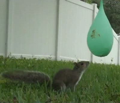 Squirrel-water-balloon