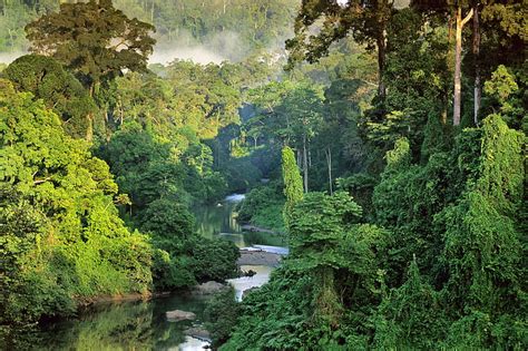 HD wallpaper: mist, Malaysia, jungle, Borneo, National Geographic, tropical forest | Wallpaper Flare