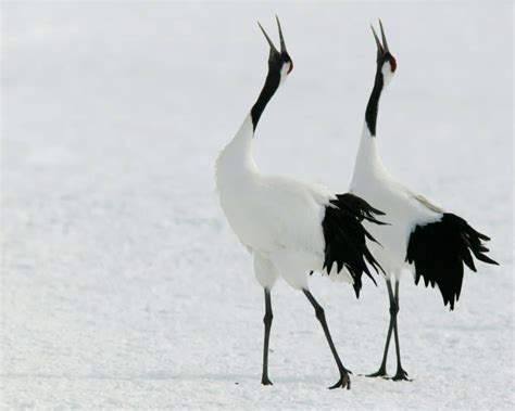 Crane Symbolism: 20 Spiritual Meanings Of Crane