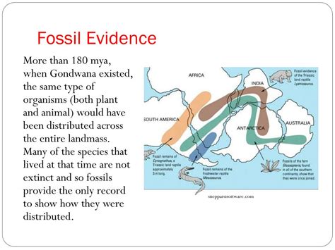 PPT - Evolution of Australian Biota Topic 2: Evidence for the Existence of Gondwana PowerPoint ...