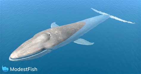 Blue Whale Size Comparison: How Big Are They Compared to Humans?