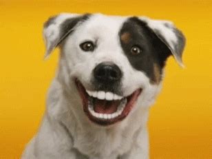 Animal Smiles Gif