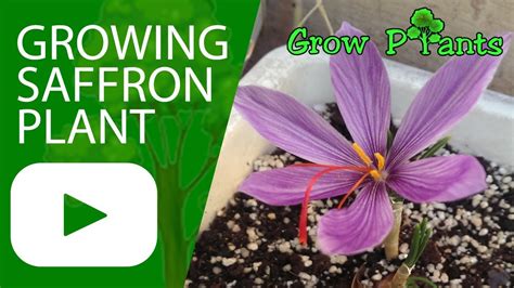 Growing Saffron plant - YouTube