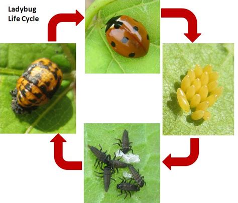 EnoViti: Ladybug Life Cycle