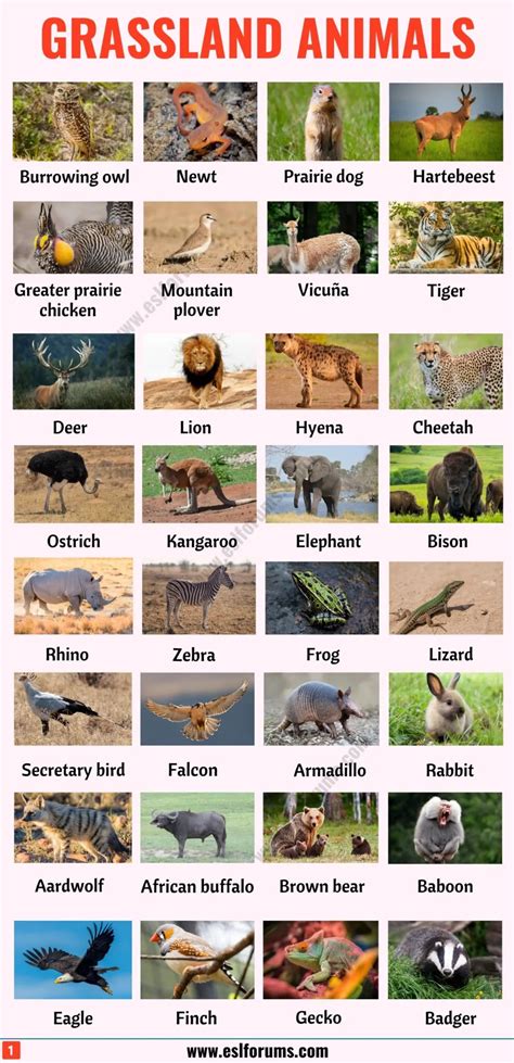 Grassland Animals: List of 80+ Grassland Animals in English with ESL Pictures - ESL Forums