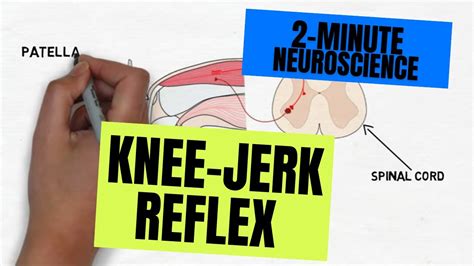 Diagram Of Knee Jerk Reflex