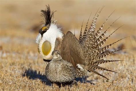 Sage Grouse Initiative Utah - Great Basin Seeds