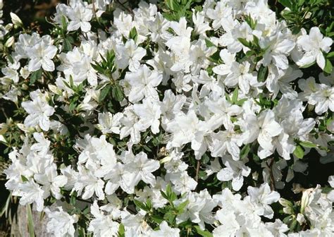 10 Best Shrubs With White Flowers | White flowering plants, White ...