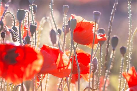 Premium Photo | Poppy field