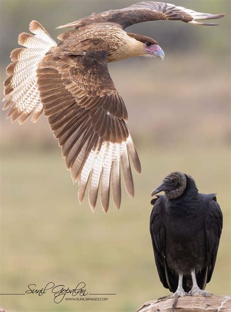 Birds of the Rio Grande Valley