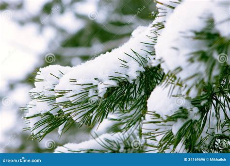 Spruce branch snow covered stock photo. Image of christmas - 34169696