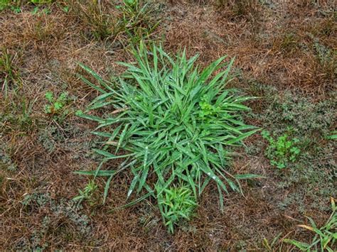 Common Summer Weeds in North Carolina | Barefoot Lawn Care