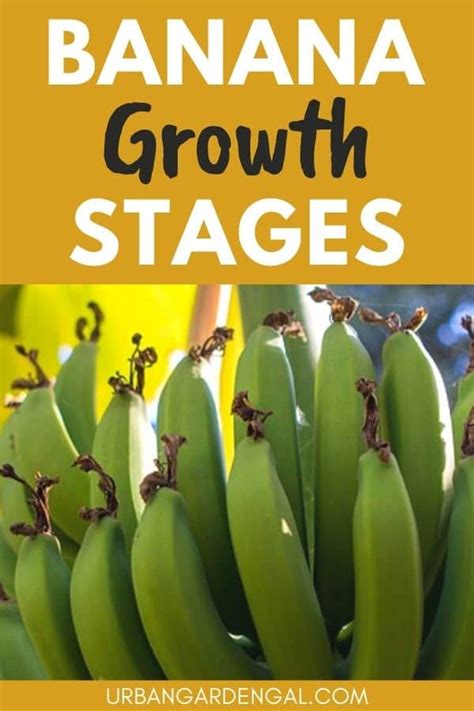 Banana Plant Growth Stages - Urban Garden Gal