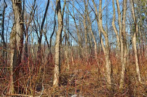 Forest Thicket with Dense Thickets Stock Image - Image of springtime ...