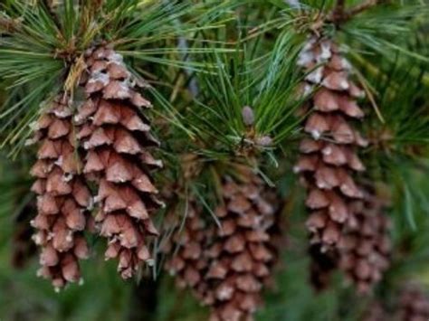 What is a Conifer Tree? | American Conifer Society