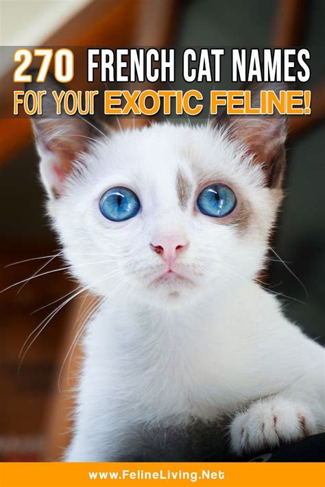 Huge list of French cat names for your kitty! Kitten Names Unique ...