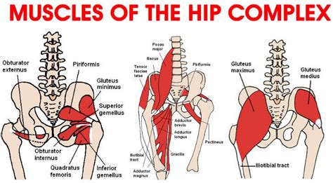 Hip Flexor Strain - Symptoms, Treatment, Exercises, Prognosis