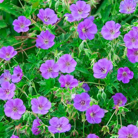 Rozanne Hardy Geranium | Gurney's Seed & Nursery Co.