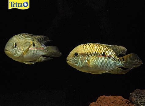 Aequidens metae – The Aequidens metae is a very easy cichlid to care for, and only grows to ...