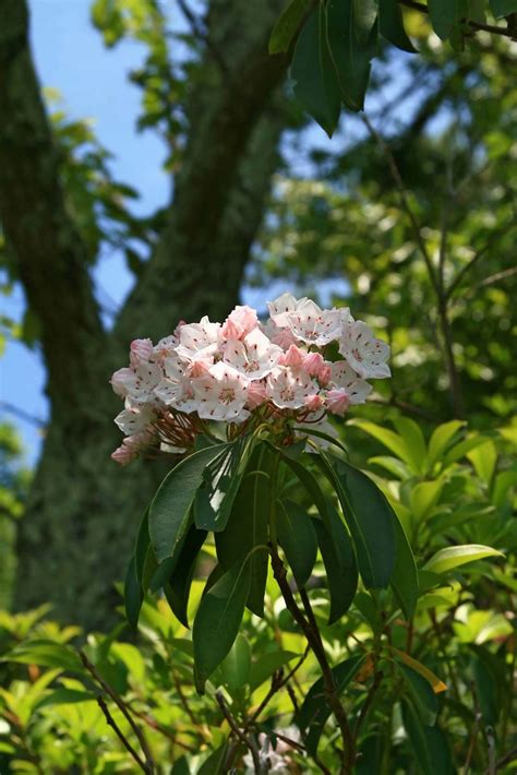 Mountain laurel | Evergreen, Flowering, Native | Britannica