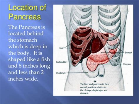 Pancreas Function And Location images