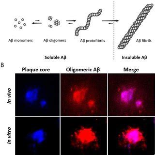 Aggregation of Aβ. (A) The Aβ peptide misfolds and aggregates into... | Download Scientific Diagram