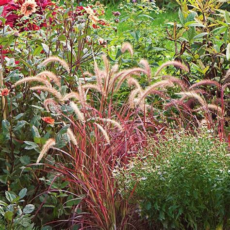 Ornamental Grass: Pennisetum setaceum 'Fireworks' | Ornamental grasses, Pennisetum setaceum ...