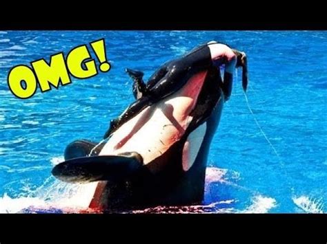 Killer Whale nearly kills experienced trainer at SeaWorld - YouTube