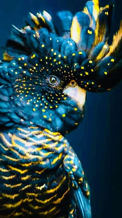 Colourful Parrot