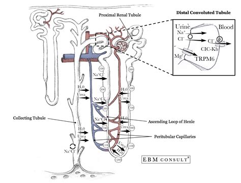 Anatomy and Physiology: Nephron Distal Convoluted Tubule