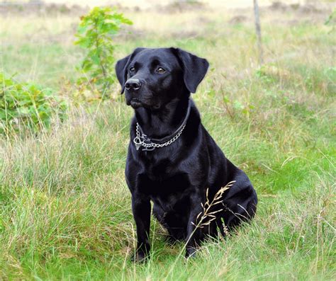 Black Dog Symbolism: Meaning and Interpretations