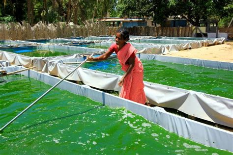 Growing Spirulina at Home Information | Agri Farming