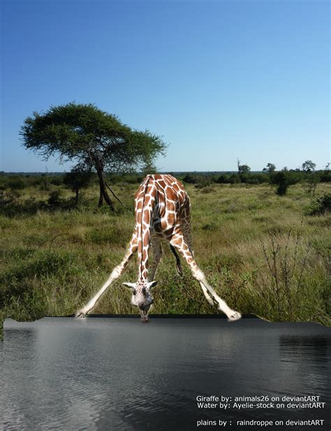 Giraffe Drinking Water by gurtagon on DeviantArt