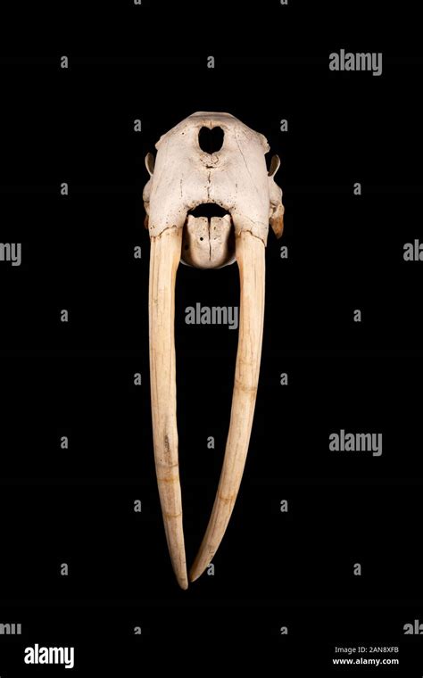 Odobenidae Anatomy High Resolution Stock Photography and Images - Alamy