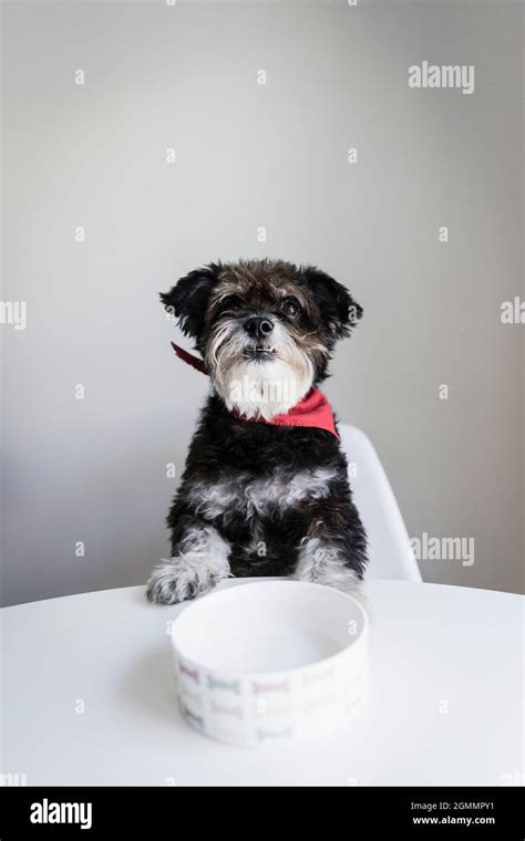 Portrait cute hungry dog waiting at dining table with dog bowl Stock Photo - Alamy