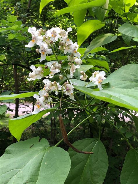 Northern Catalpa | Glen Arboretum