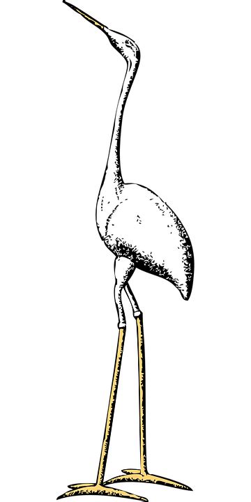 Stork Marabou Crane · Free vector graphic on Pixabay