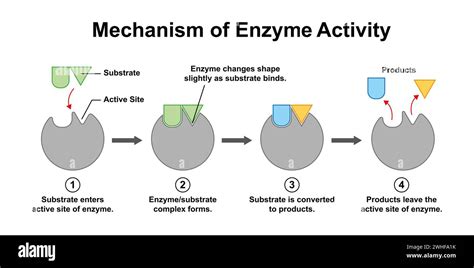 Enzyme activity mechanism, illustration Stock Photo - Alamy