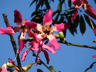 Paineira-rosa / Cotton-silk tree/ "Ceiba speciosa" Brazil … | Flickr