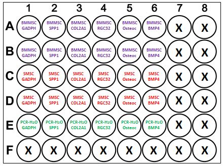 4 Layout of 48-well plate used in the RT-PCR experiment. . | Download ...