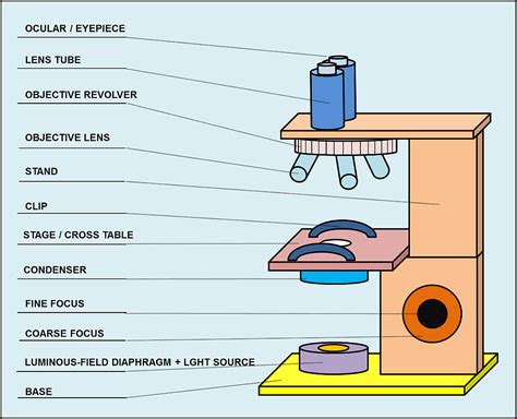 Parts and components of light microscopes | Light Microscope