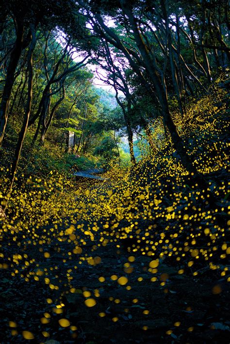 Hotaru no mori"( Fireflies Forest,Japan) by Masahisa UEMURA | Beautiful nature, Scenery, Nature ...