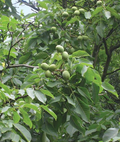 Walnut | Tree, Nut, Species, Uses, & Facts | Britannica