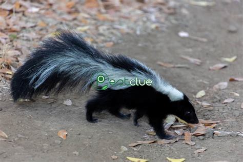 Natural Skunk Repellent | Pestclue