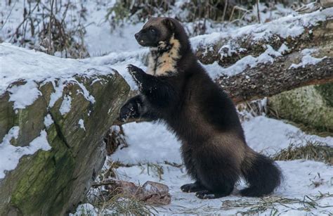 Connecting fragmented wolverine habitat is essential for their conservation