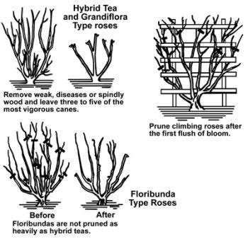 How to Prune Roses | Pruning roses, Growing roses, Pruning climbing roses