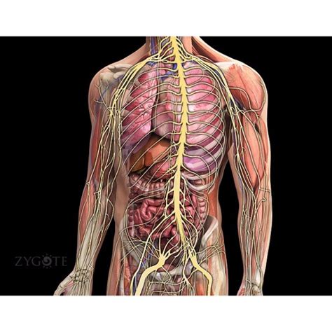 Zygote::Human 3D Male Anatomy Model | Medically Accurate body