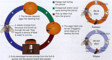 How to get rid of Fruit Flies and prevent them from Coming Back | HubPages