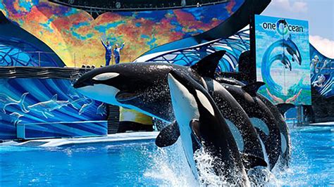 Seaworld Killer Whale Wallpaper